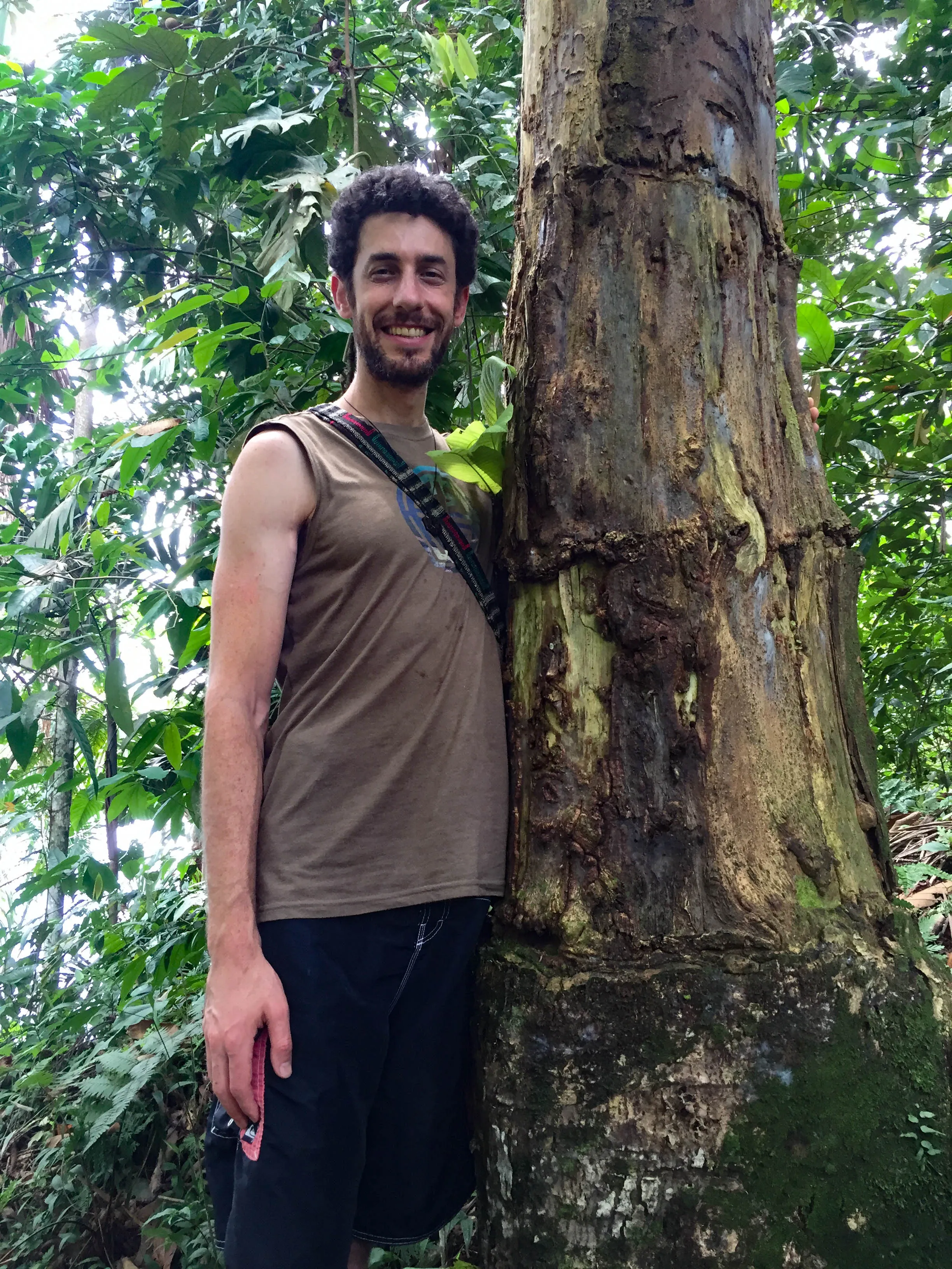 Ayahuma tree