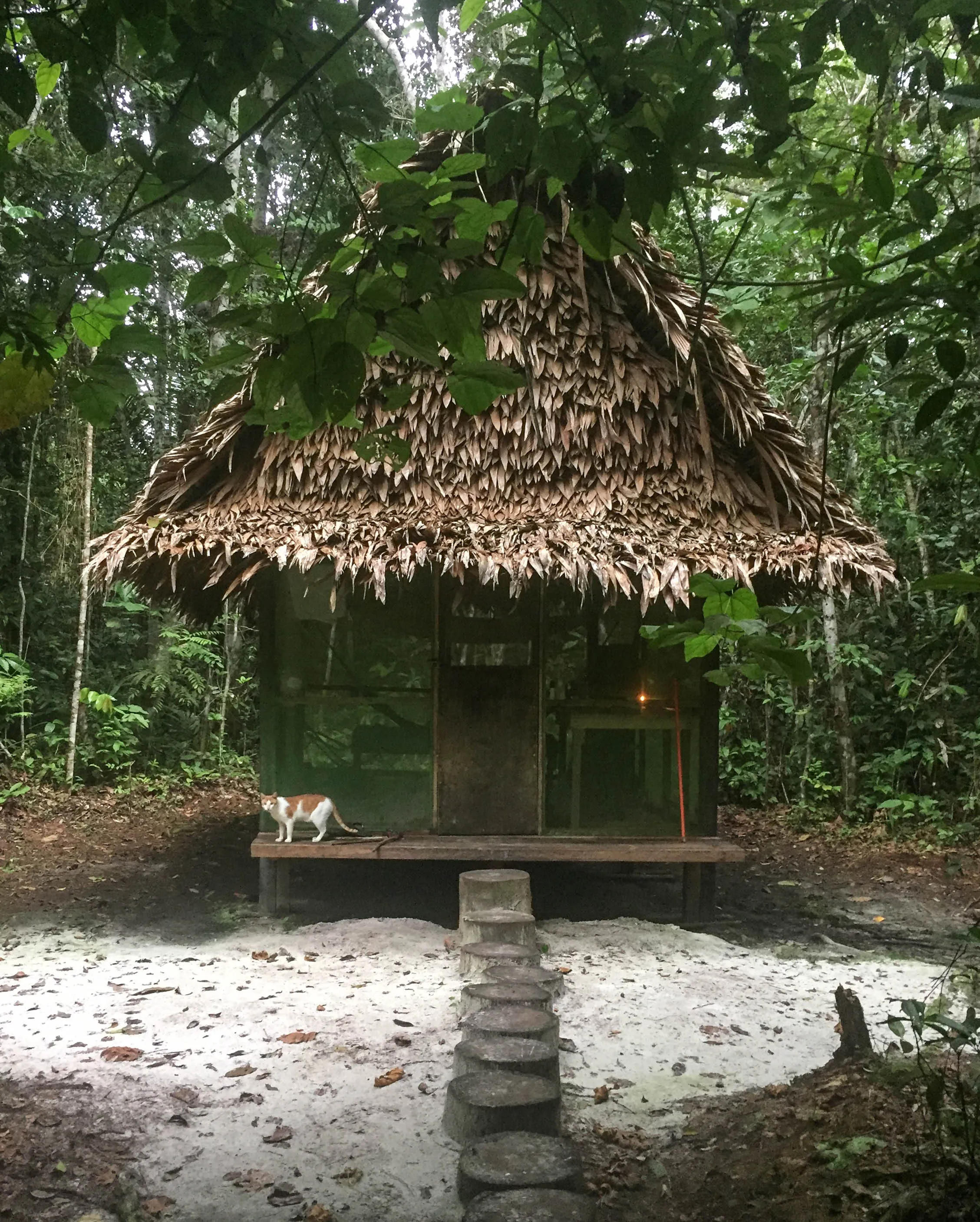 Tambo in the rainforest
